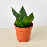 Snake Plant 'Jade' - BetterGrow Hydro
