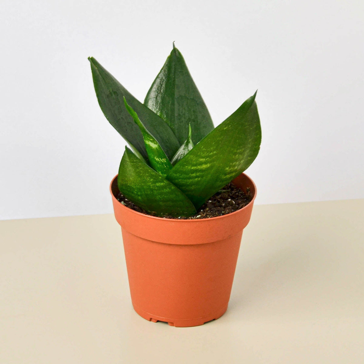 Snake Plant 'Jade' - BetterGrow Hydro