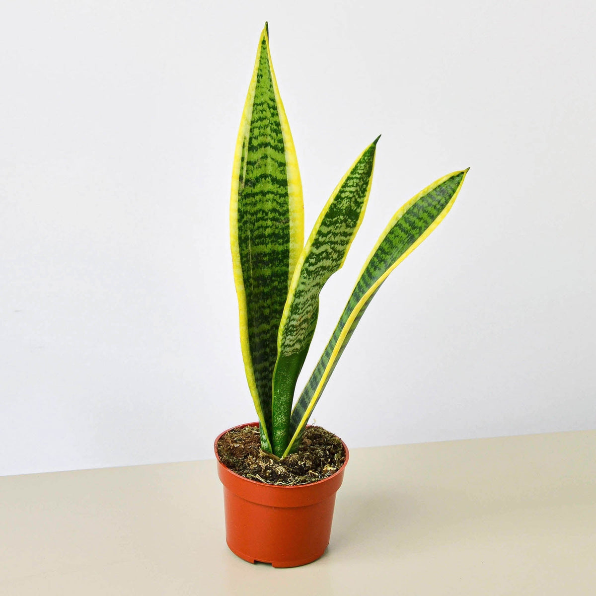Snake Plant 'Laurentii' - BetterGrow Hydro