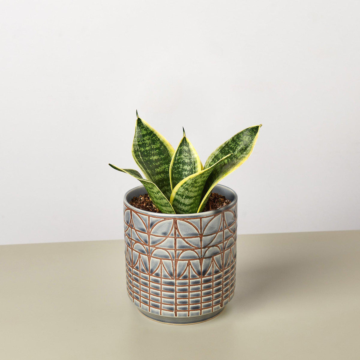 Snake Plant 'Laurentii Dwarf' - BetterGrow Hydro