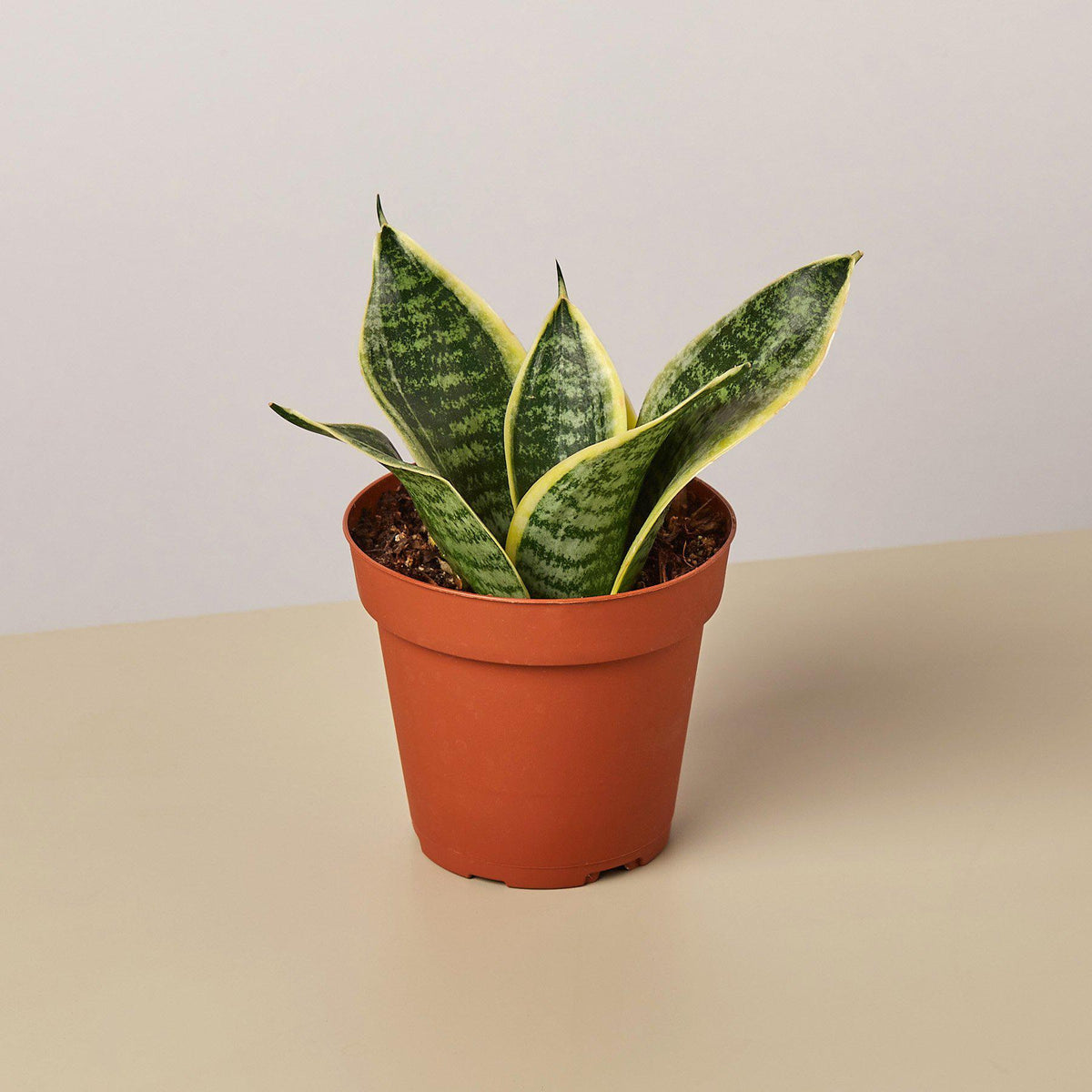 Snake Plant 'Laurentii Dwarf' - BetterGrow Hydro