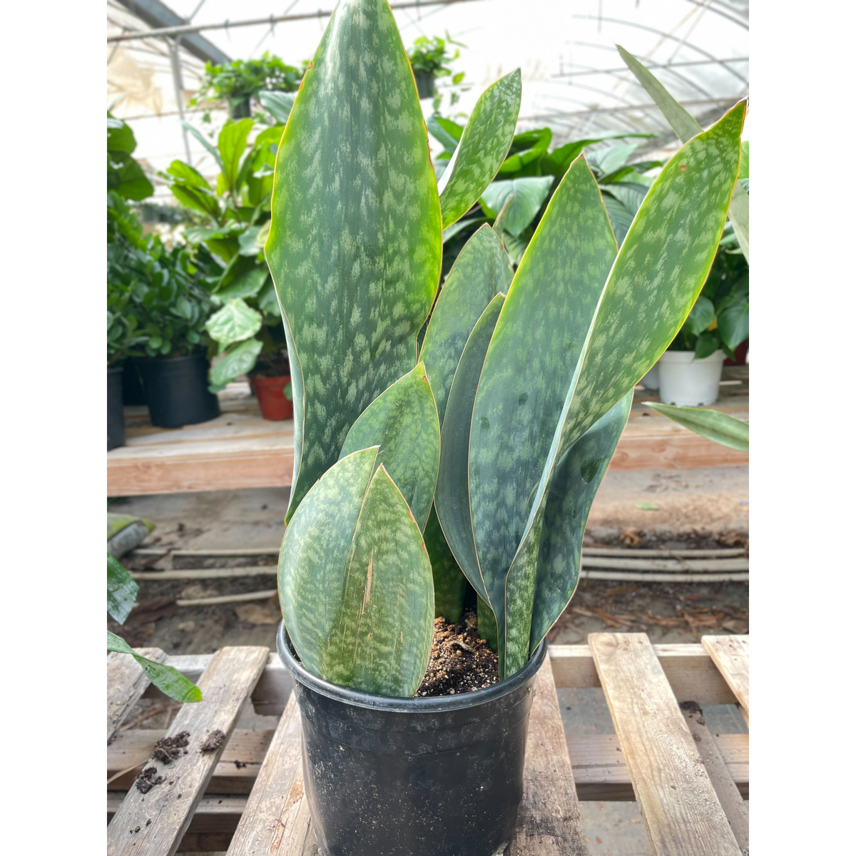Snake Plant 'Mason Congo' - 10" Pot - BetterGrow Hydro