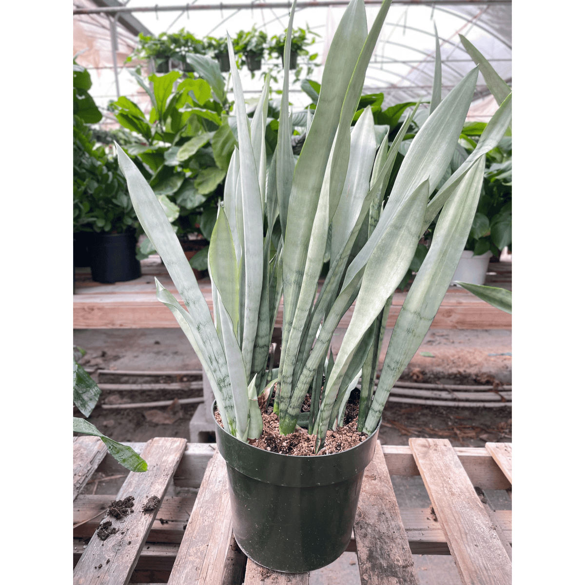 Snake Plant 'Metallica' - 10" Pot - BetterGrow Hydro