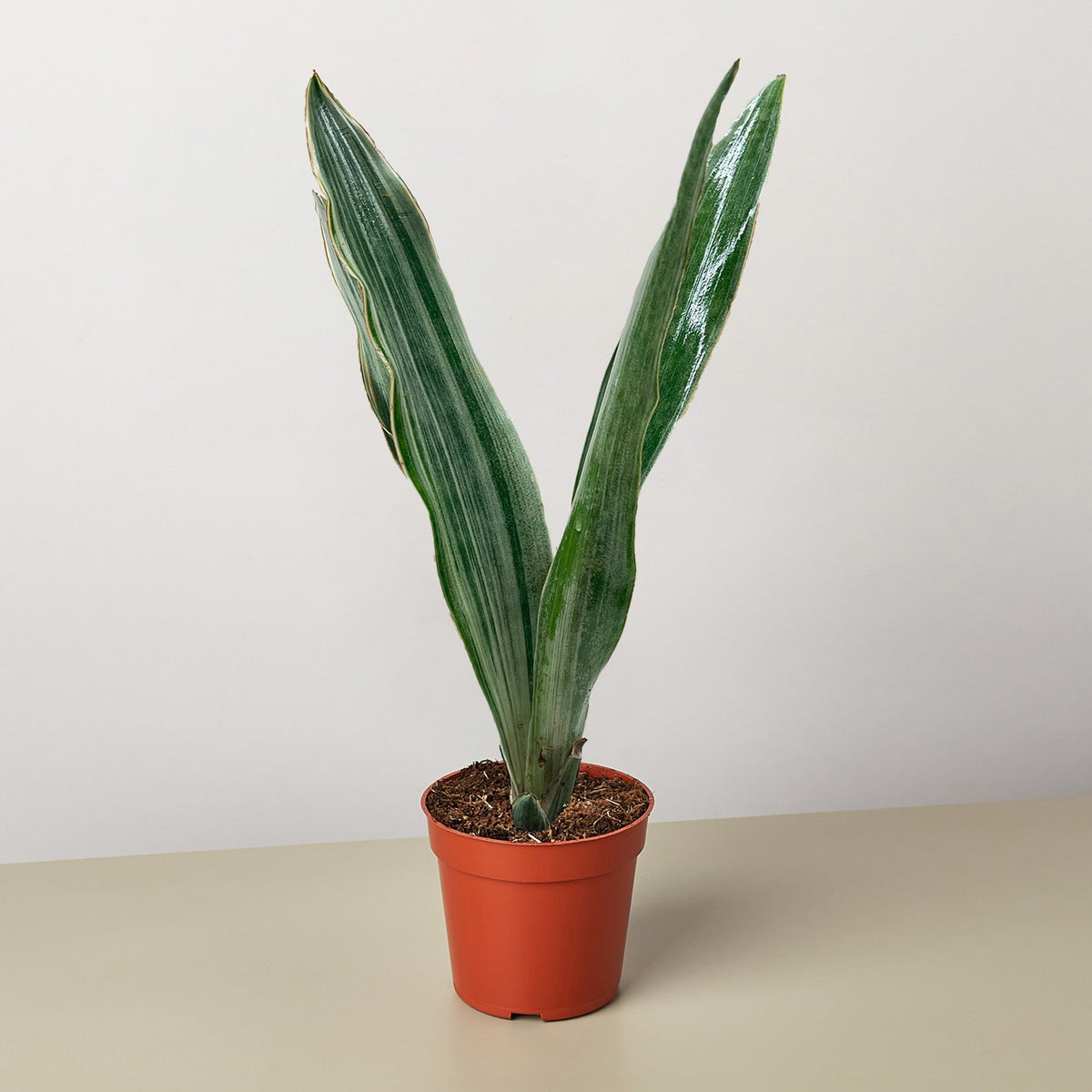 Snake Plant 'Sayuri' - BetterGrow Hydro