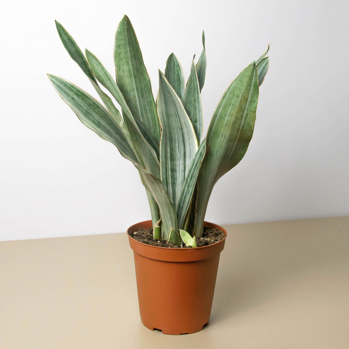 Snake Plant 'Sayuri' - BetterGrow Hydro