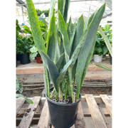 Snake Plant 'Silver Queen' - 10" Pot - BetterGrow Hydro