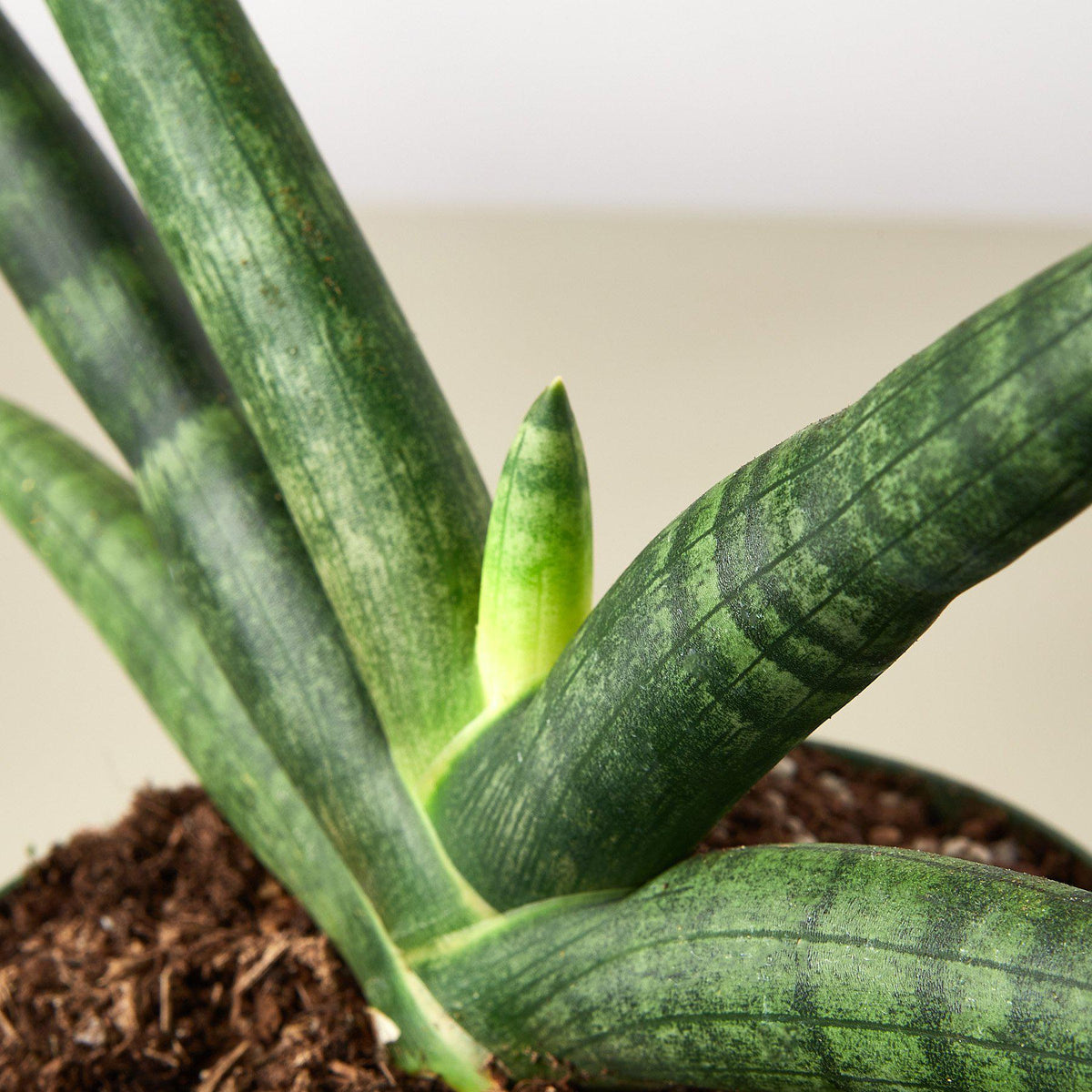 Snake Plant 'Starfish' - BetterGrow Hydro