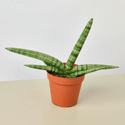 Snake Plant 'Starfish' - BetterGrow Hydro
