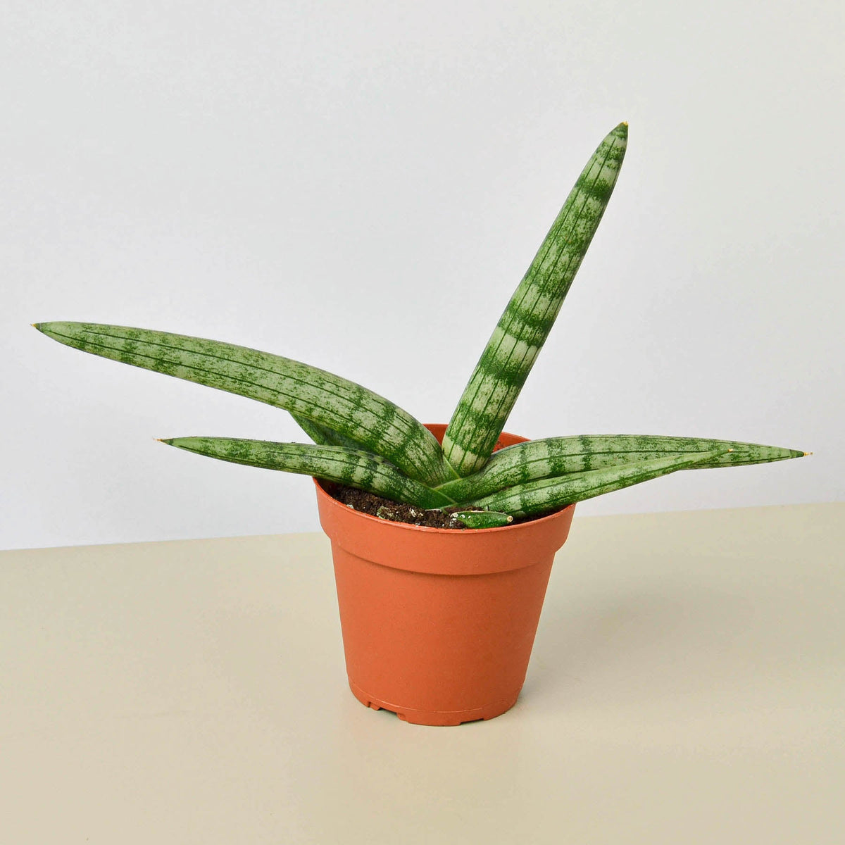 Snake Plant 'Starfish' - BetterGrow Hydro
