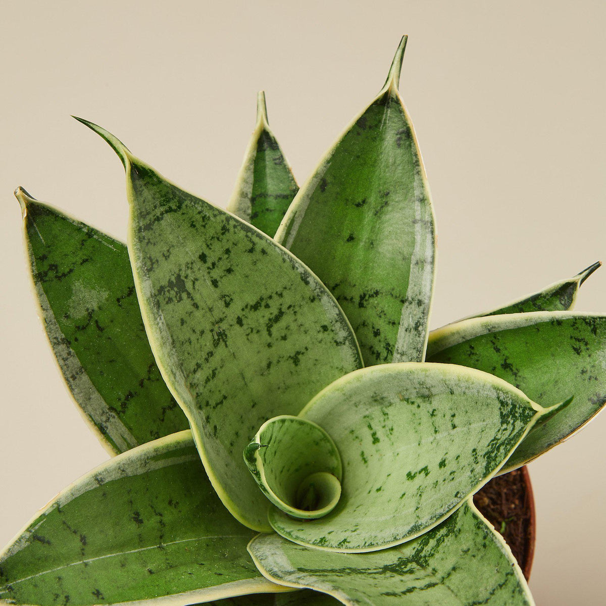 Snake Plant 'Starlight' - BetterGrow Hydro
