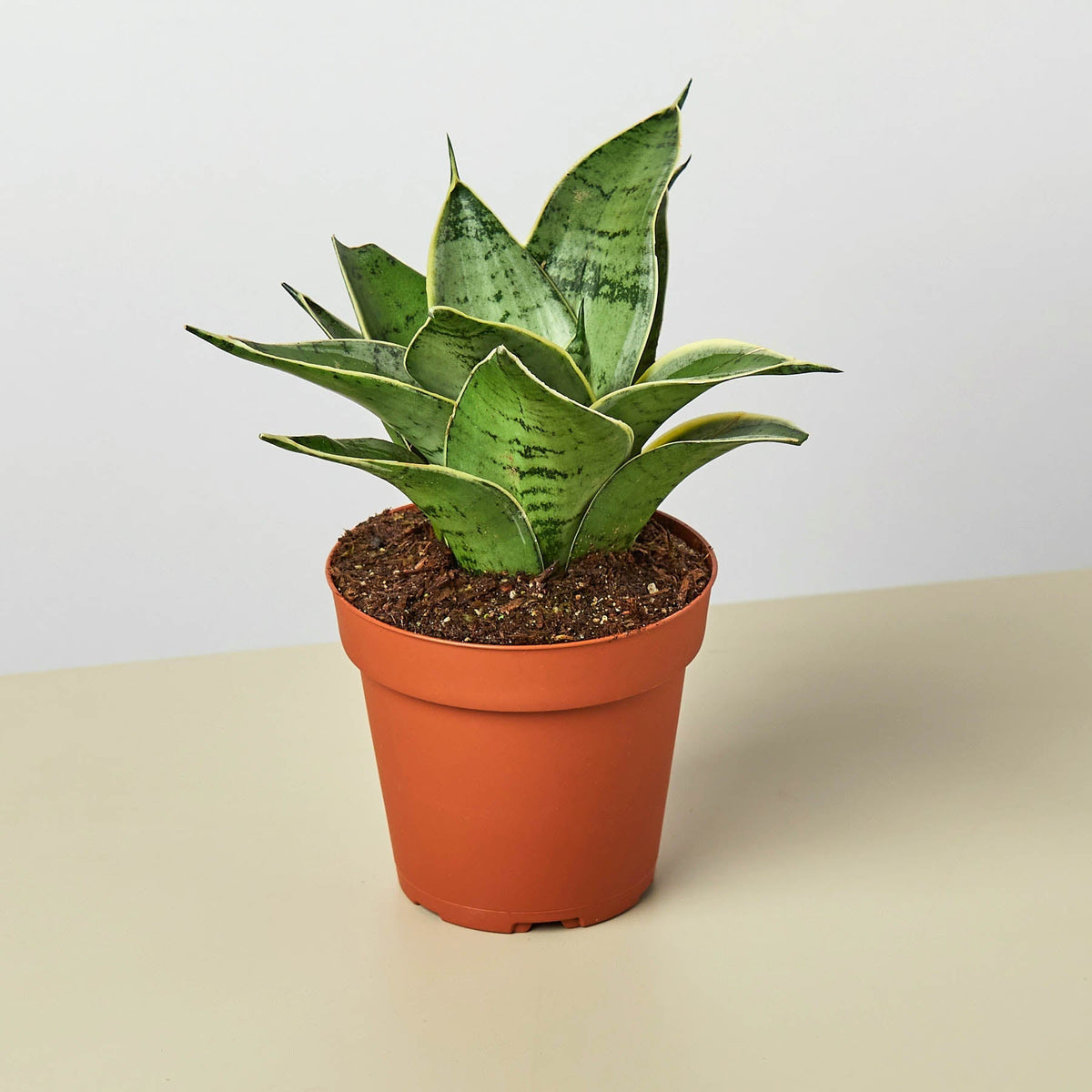 Snake Plant 'Starlight' - BetterGrow Hydro