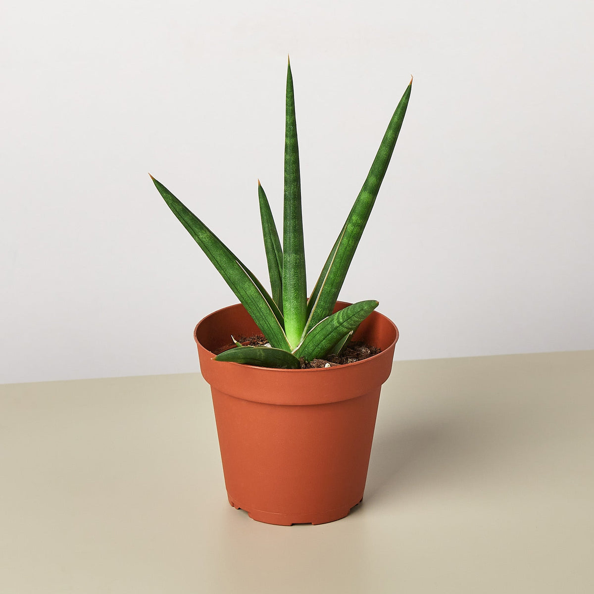 Snake Plant 'Stuckii' - BetterGrow Hydro