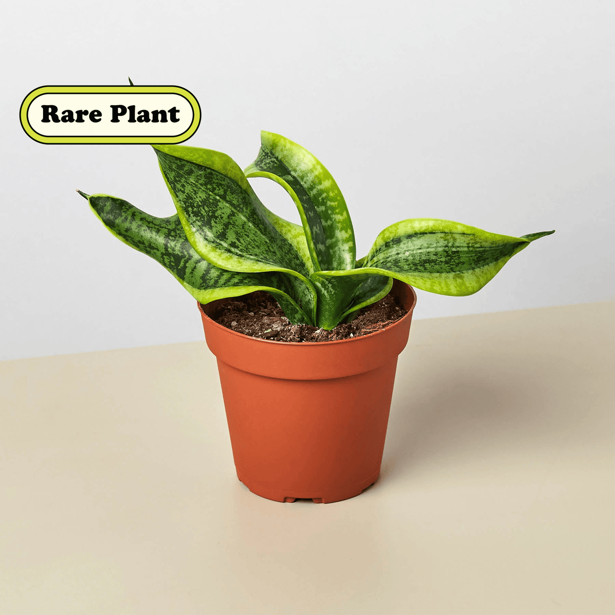 Snake Plant 'Twist' - BetterGrow Hydro