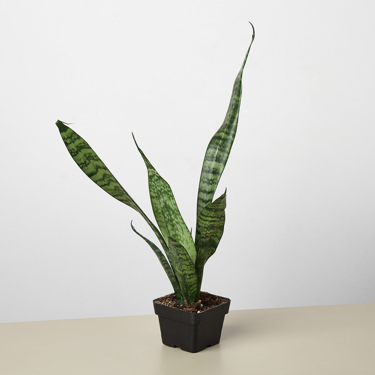 Snake Plant 'Zeylanica' - BetterGrow Hydro