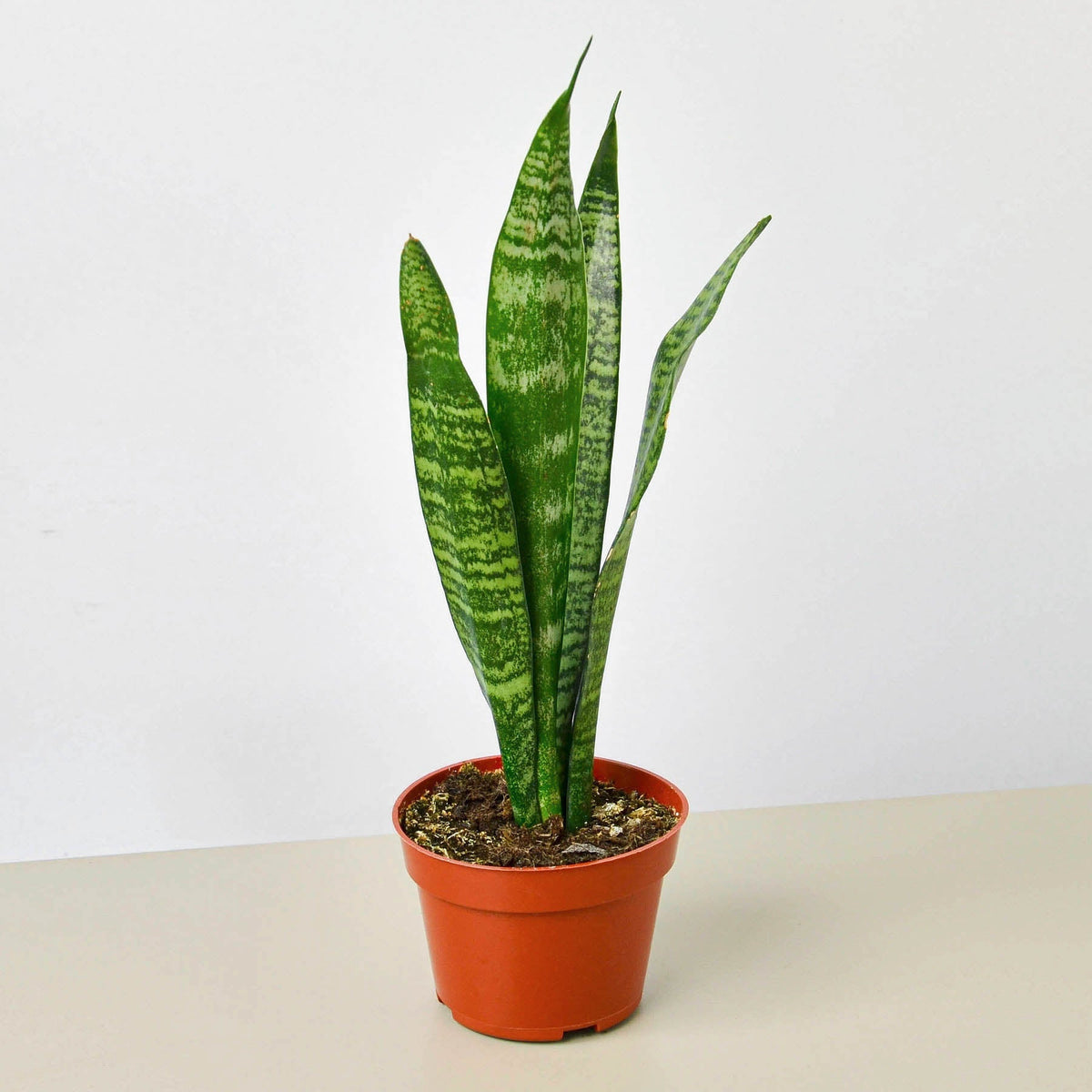 Snake Plant 'Zeylanica' - BetterGrow Hydro