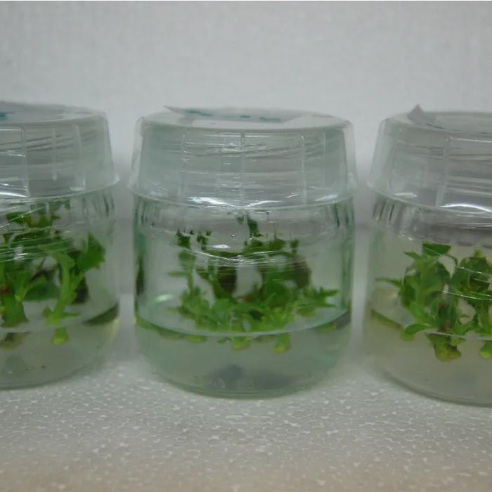 Snap-on Lids for Tissue Culture Jars (30-pack) - BetterGrow Hydro