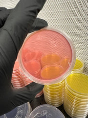 Sorghum Yeast Agar Plates (SYA) – Pre-Poured Sterile Agar Plates - 10 pack - BetterGrow Hydro