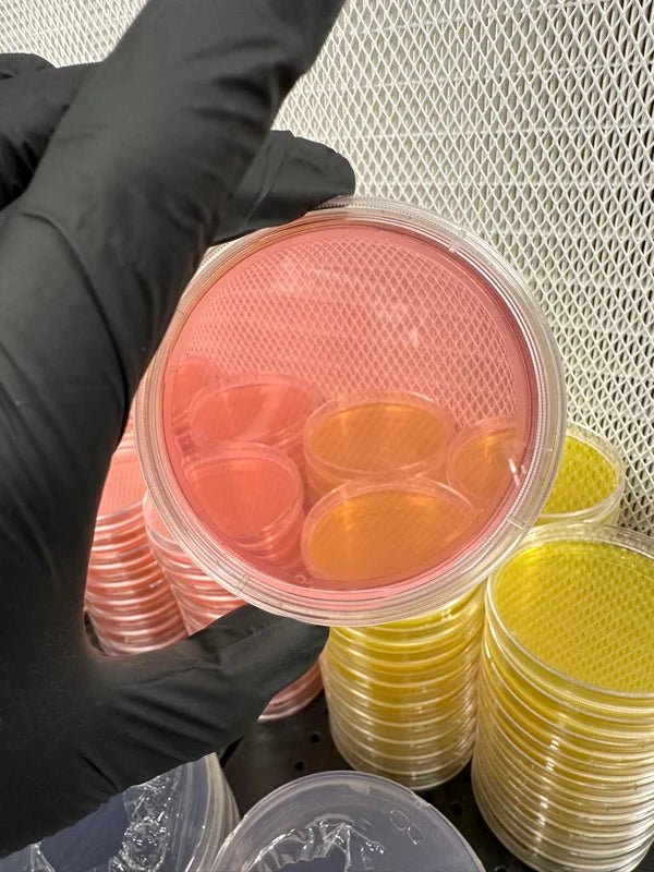 Sorghum Yeast Agar Plates (SYA) – Pre-Poured Sterile Agar Plates - 10 pack - BetterGrow Hydro