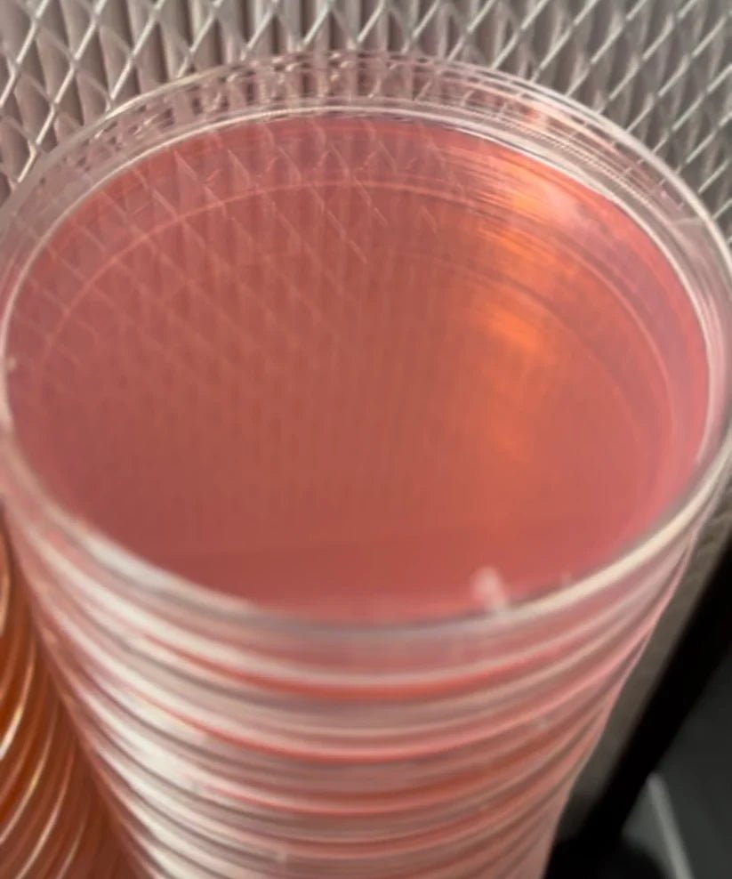 Sorghum Yeast Agar Plates (SYA) – Pre-Poured Sterile Agar Plates - 10 pack - BetterGrow Hydro