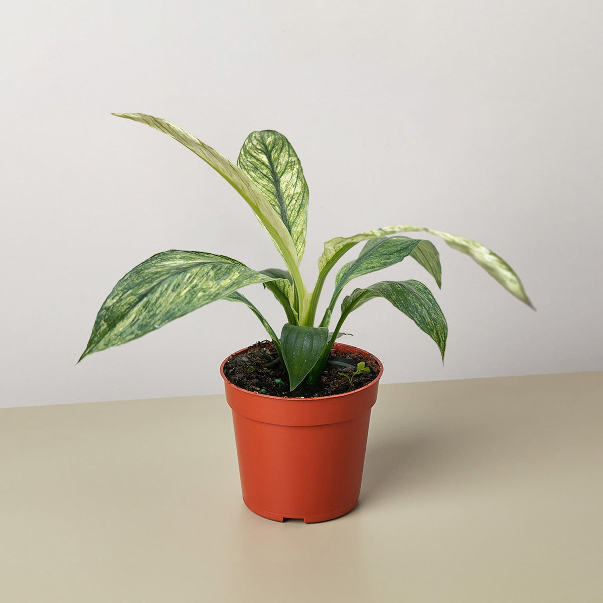 Spathiphyllum Jessica - BetterGrow Hydro