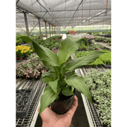 Spathiphyllum 'Platinum Mist' - BetterGrow Hydro