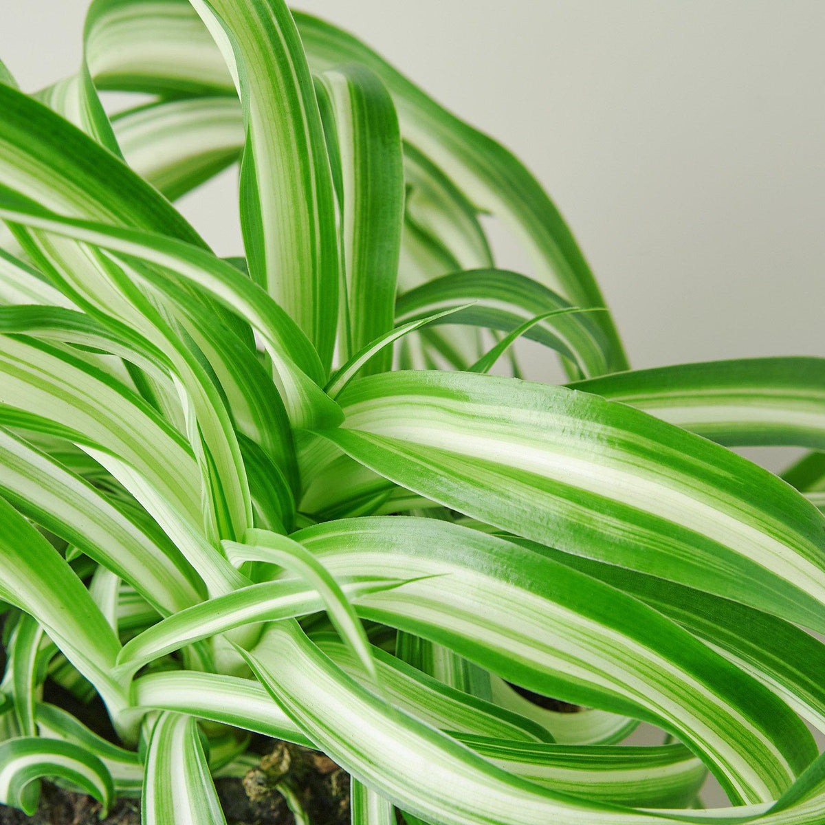Spider Plant 'Bonnie' - BetterGrow Hydro