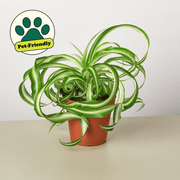 Spider Plant 'Bonnie' - BetterGrow Hydro