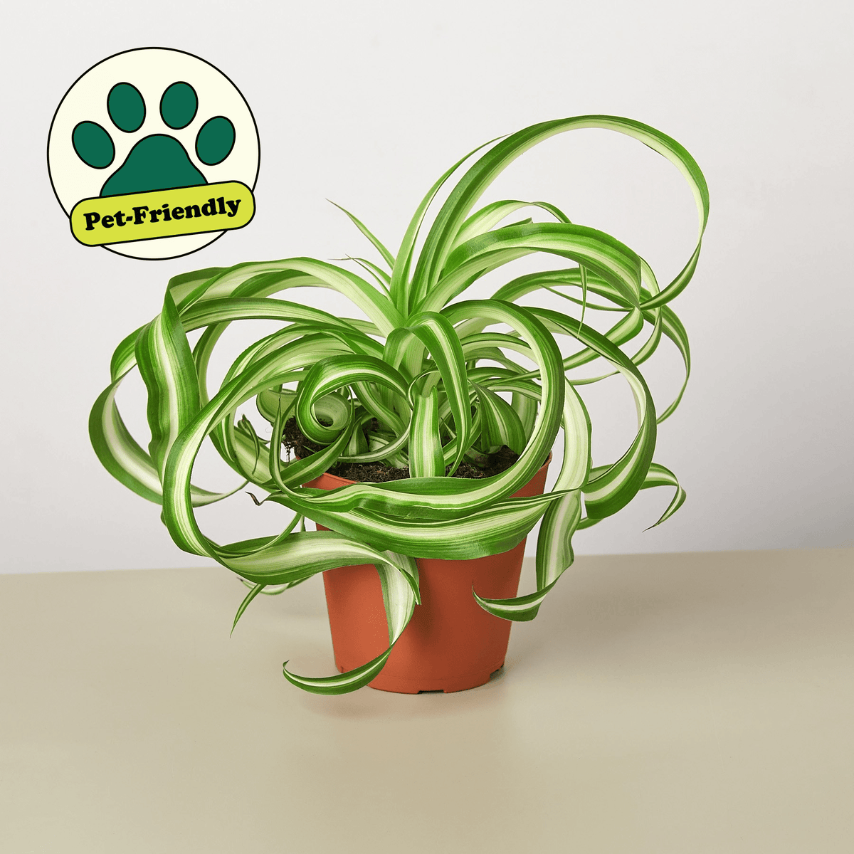Spider Plant 'Bonnie' - BetterGrow Hydro