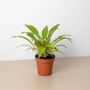 Spider Plant 'Fire Flash' - BetterGrow Hydro