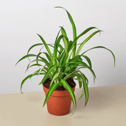 Spider Plant 'Hawaiian' - BetterGrow Hydro