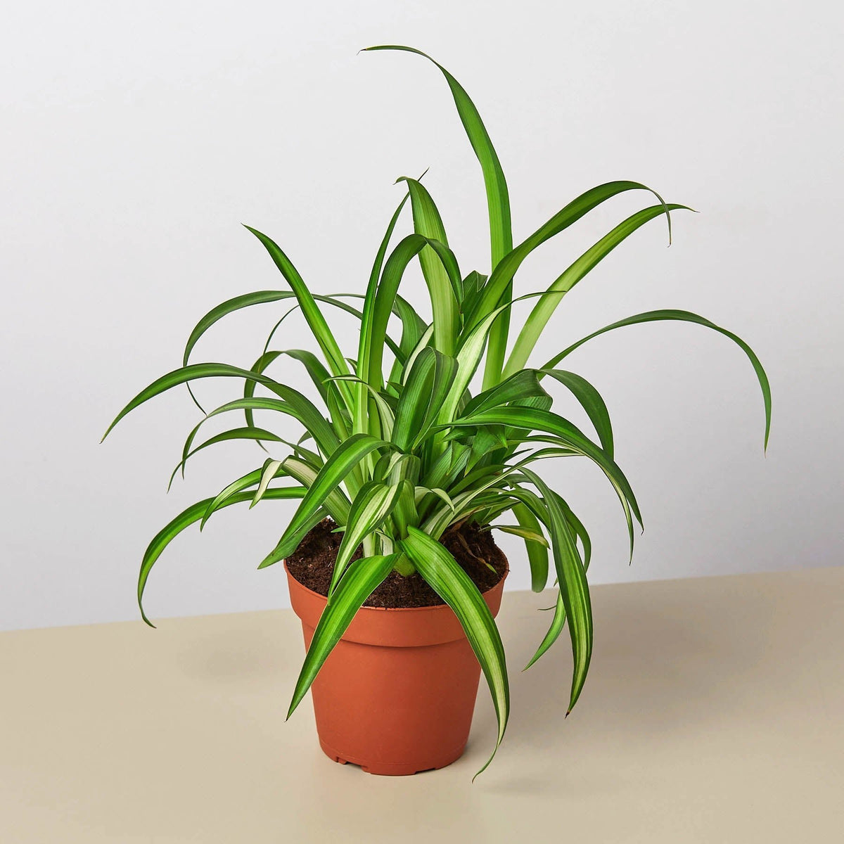 Spider Plant 'Hawaiian' - BetterGrow Hydro