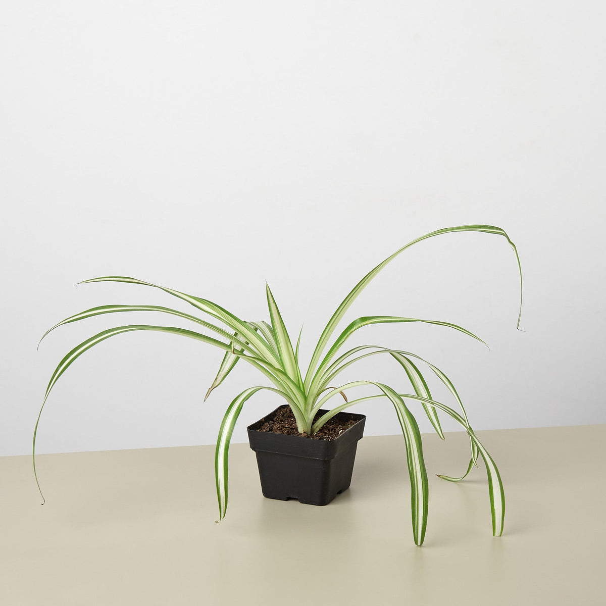 Spider Plant 'Reverse' - BetterGrow Hydro