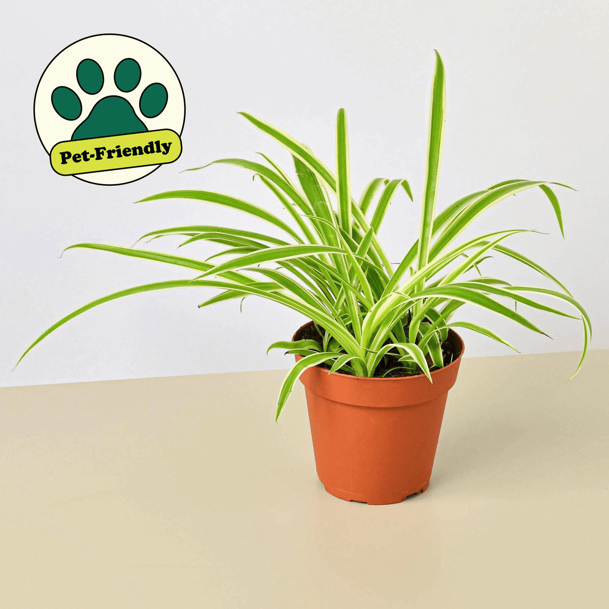 Spider Plant 'Reverse' - BetterGrow Hydro