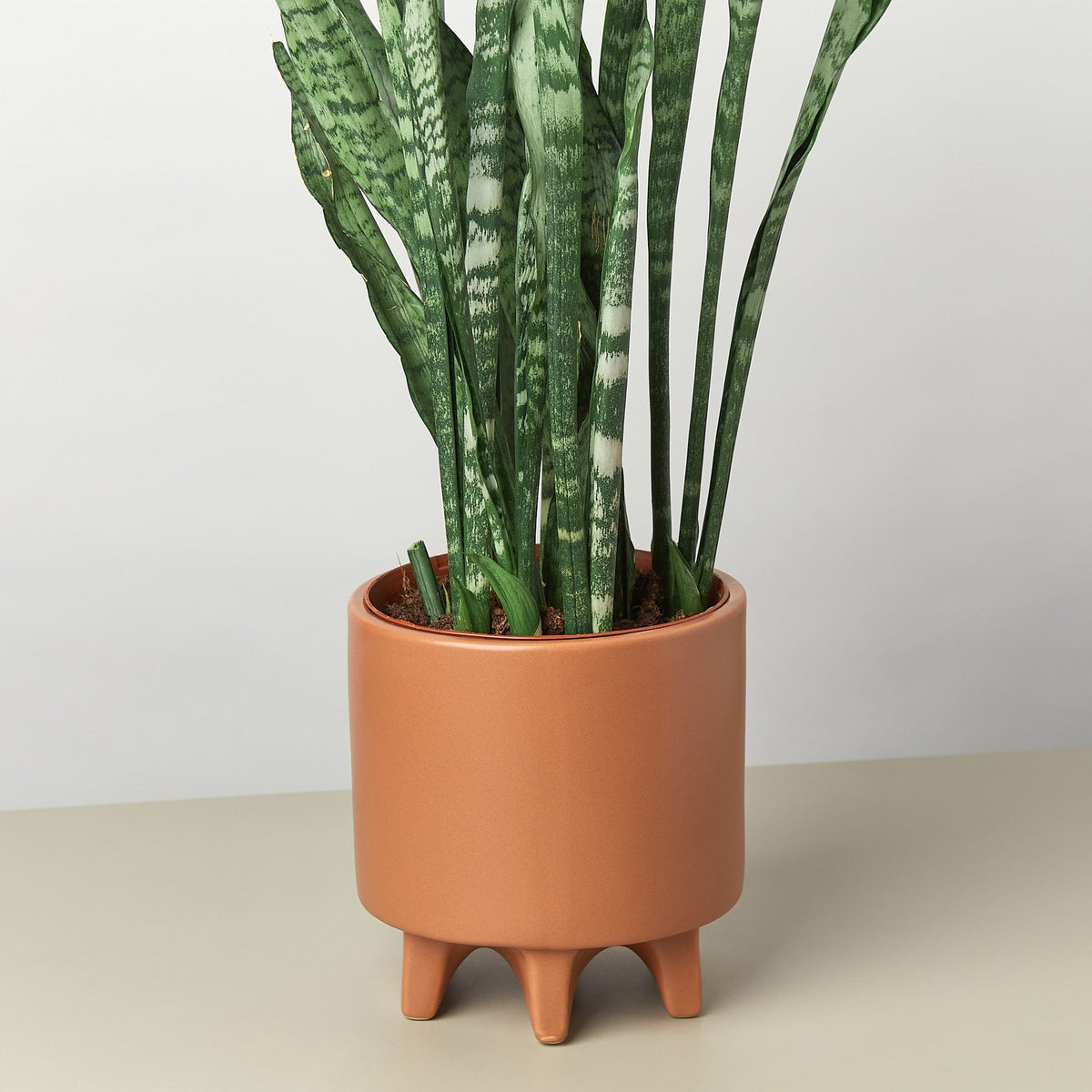 Stone Footed Planter - 6.5 Inch - BetterGrow Hydro