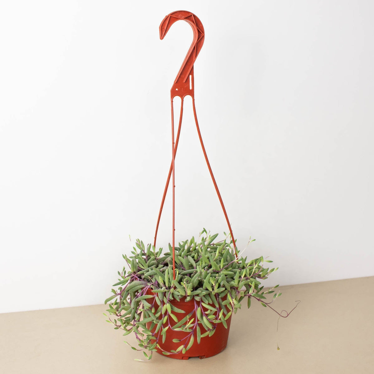 String of Rubies - 6" Pots - BetterGrow Hydro