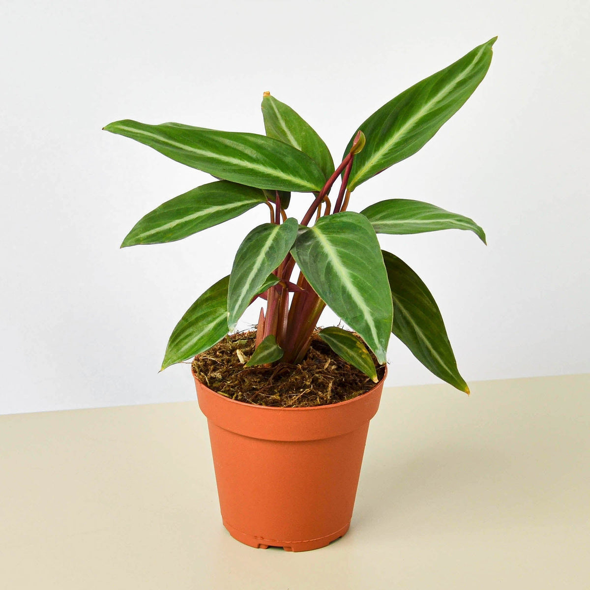 Stromanthe 'Sanguinea' - BetterGrow Hydro