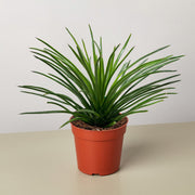 Succulent Agave Twin Flower - BetterGrow Hydro