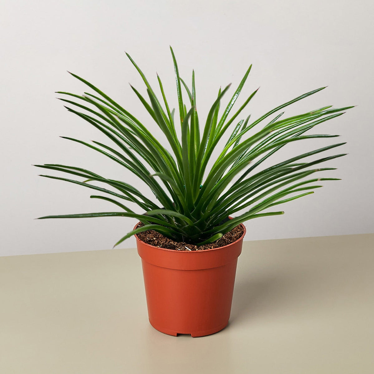 Succulent Agave Twin Flower - BetterGrow Hydro