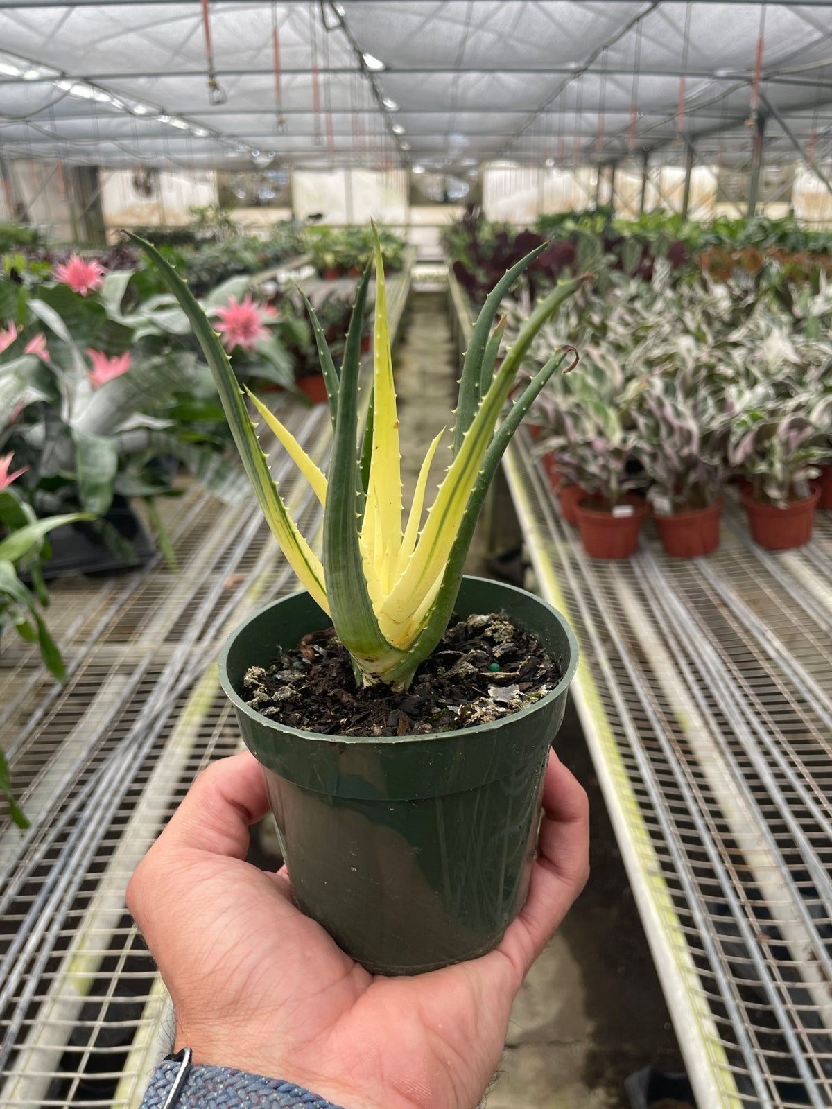 Succulent Aloe Solar Flare - BetterGrow Hydro
