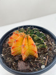 Succulent Cactus Color Ball - BetterGrow Hydro