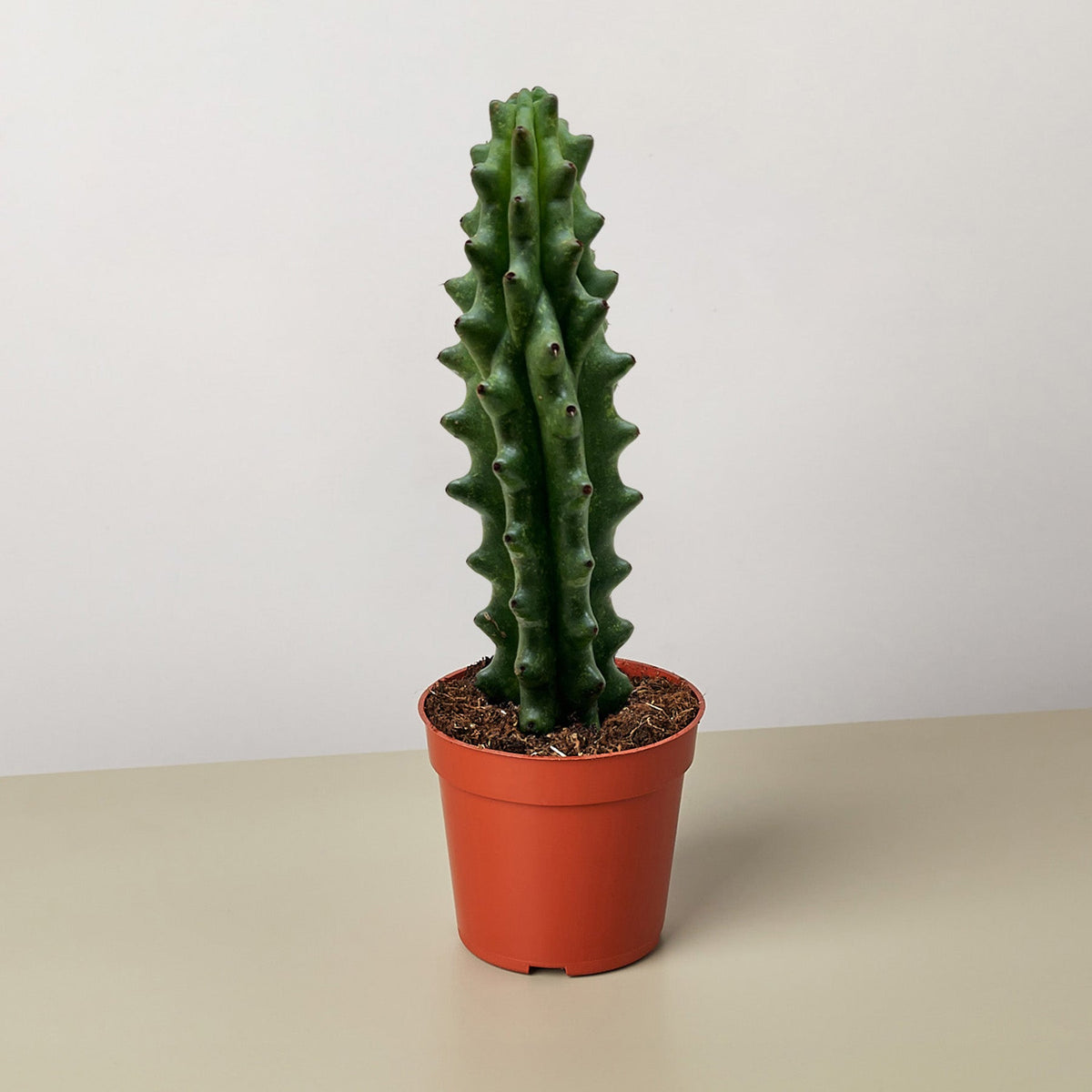 Succulent Cactus Ghost White Boobie - BetterGrow Hydro