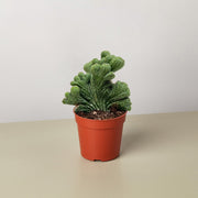 Succulent Cereus Coral Green - BetterGrow Hydro