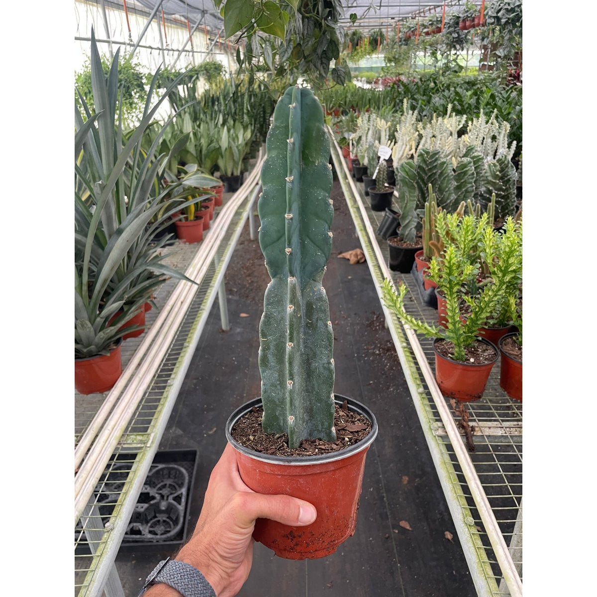 Succulent Cereus Cuddly Cactus - BetterGrow Hydro