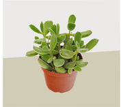 Succulent Cotyledon 'Bear Paw' - BetterGrow Hydro