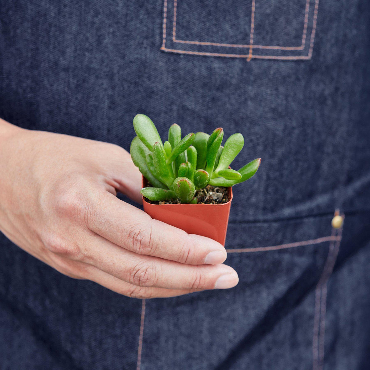 Succulent Crassula 'Jade' - BetterGrow Hydro