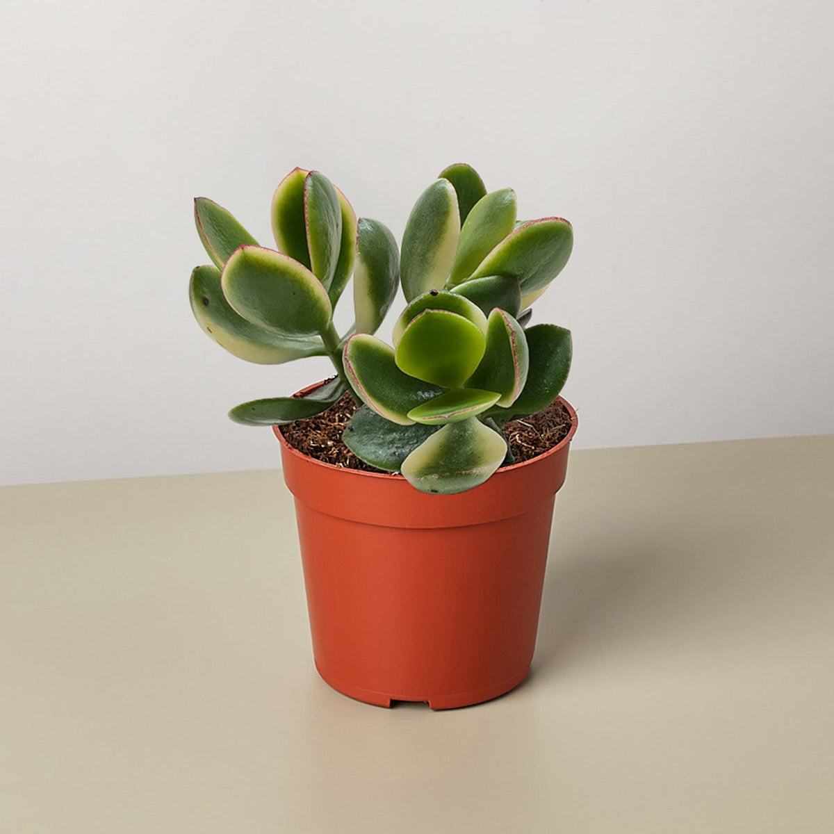Succulent Crassula Jade Variegated - BetterGrow Hydro