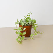Succulent Dischidia Cascade - BetterGrow Hydro