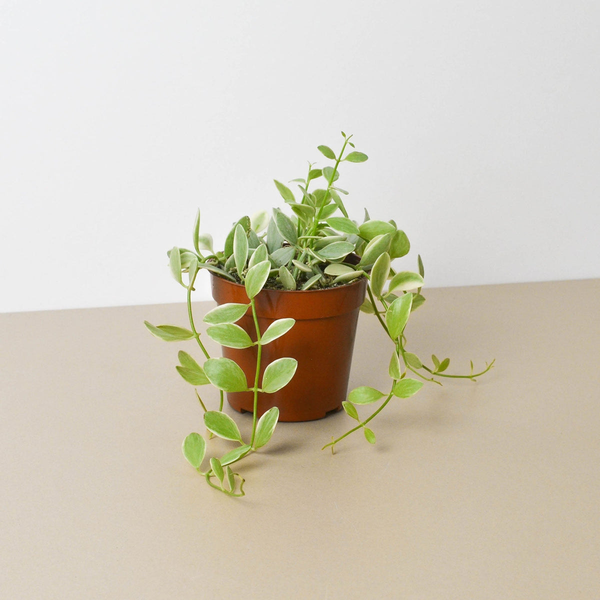 Succulent Dischidia Cascade - BetterGrow Hydro