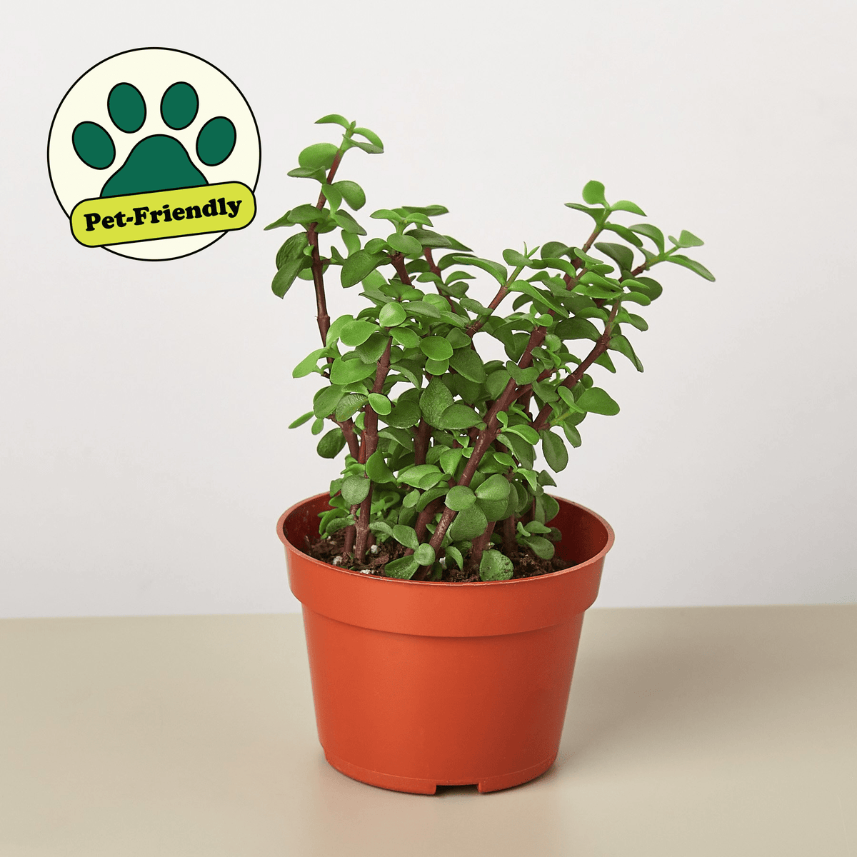 Succulent 'Elephant Bush' - BetterGrow Hydro