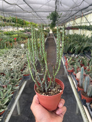 Succulent Euphorbia Aeruginosa - BetterGrow Hydro